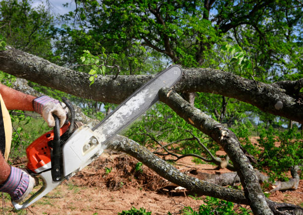 Best Tree Health Inspection  in Whiteland, IN